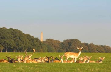 Phoenix Park 