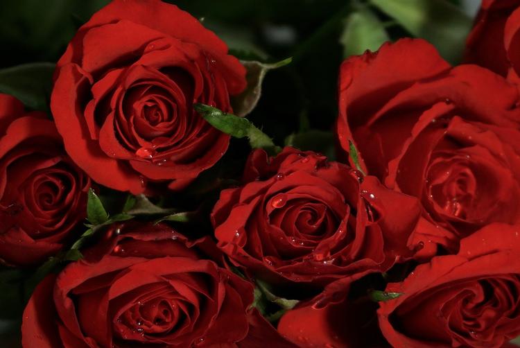 The Morgan Hotel | | 3